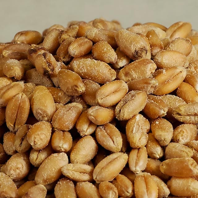 Central Milling Organic // Organic Hard White Whole Wheat